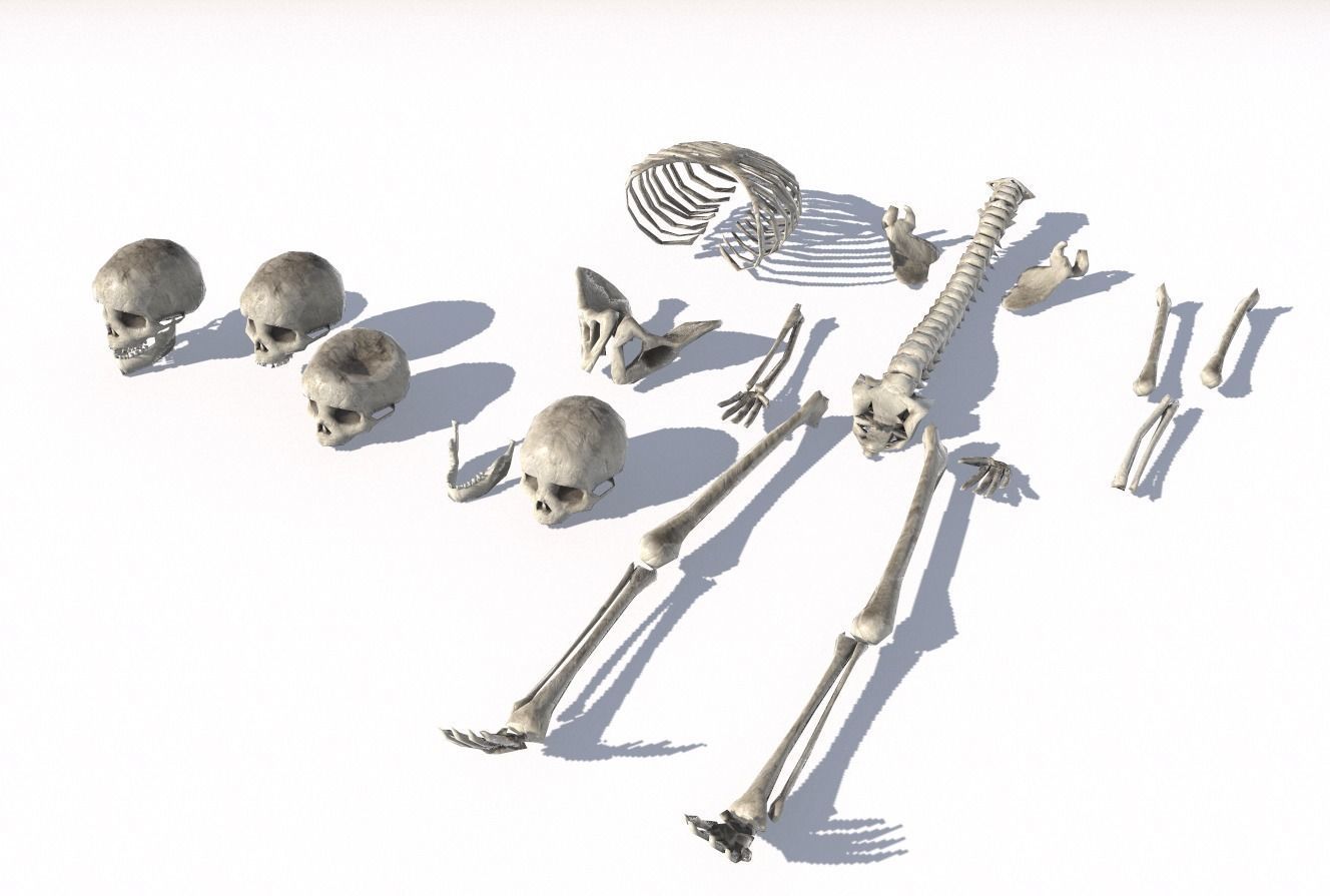 Old Bones Pack PBR Low-poly 3D model_2