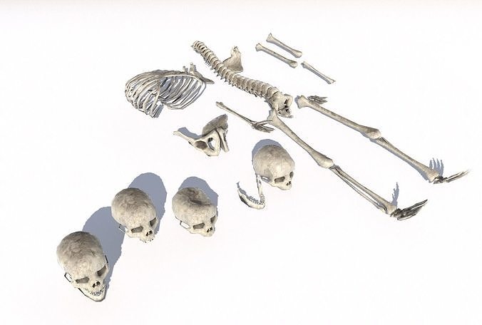 Old Bones Pack PBR Low-poly 3D model