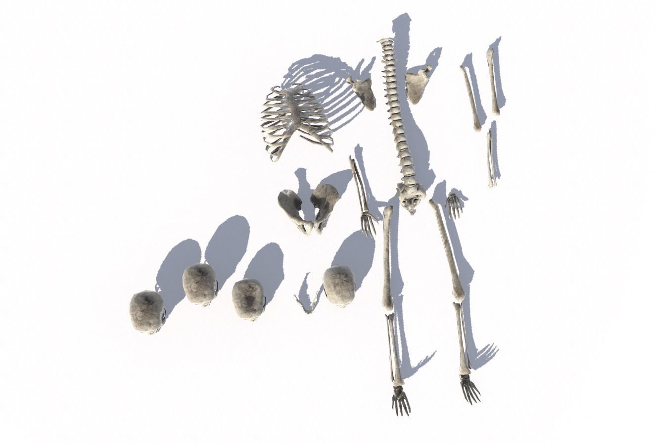 Old Bones Pack PBR Low-poly 3D model_3