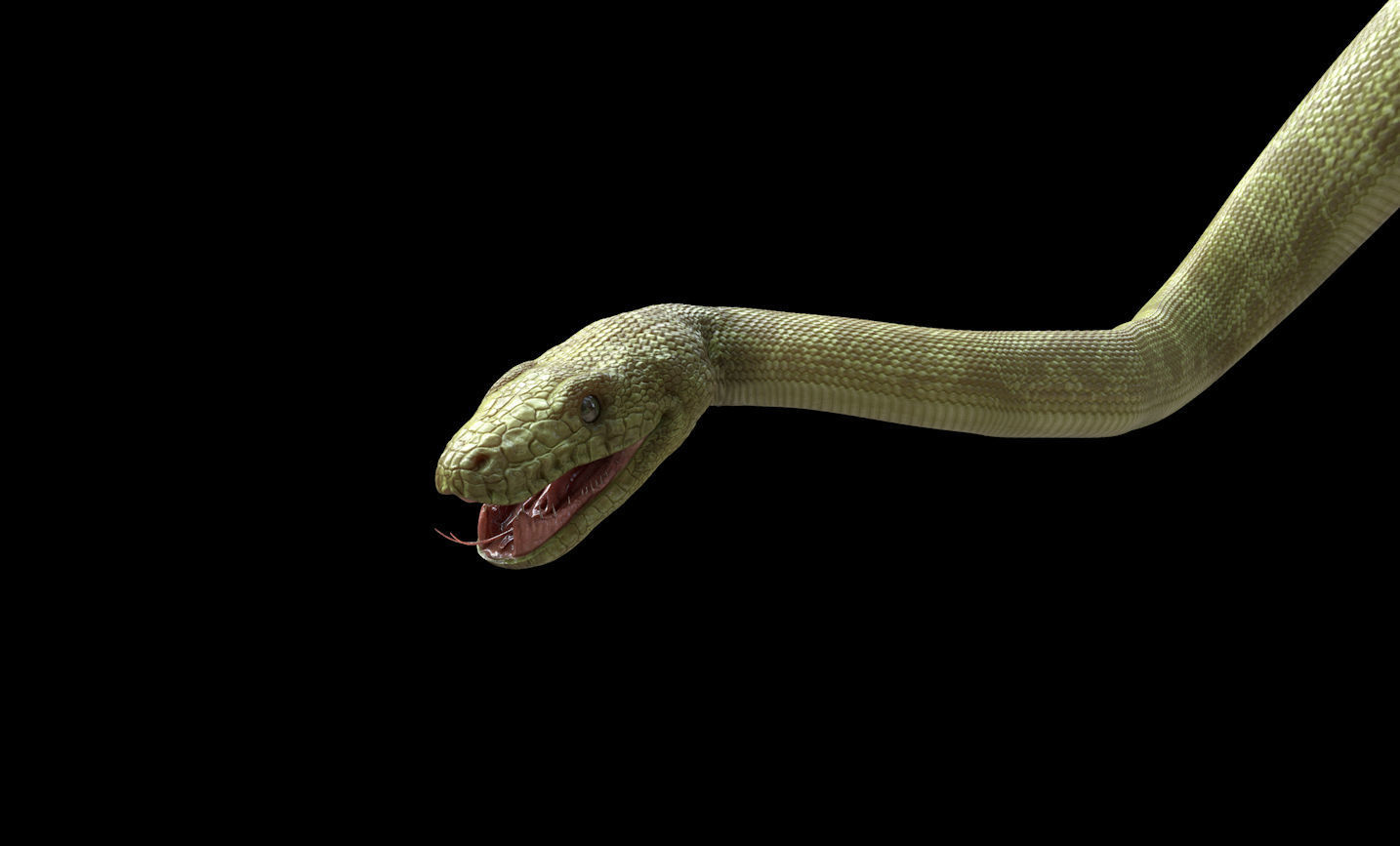Green Boa Low-poly 3D model_4