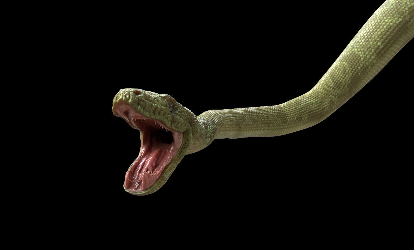 Green Boa Low-poly 3D model_3