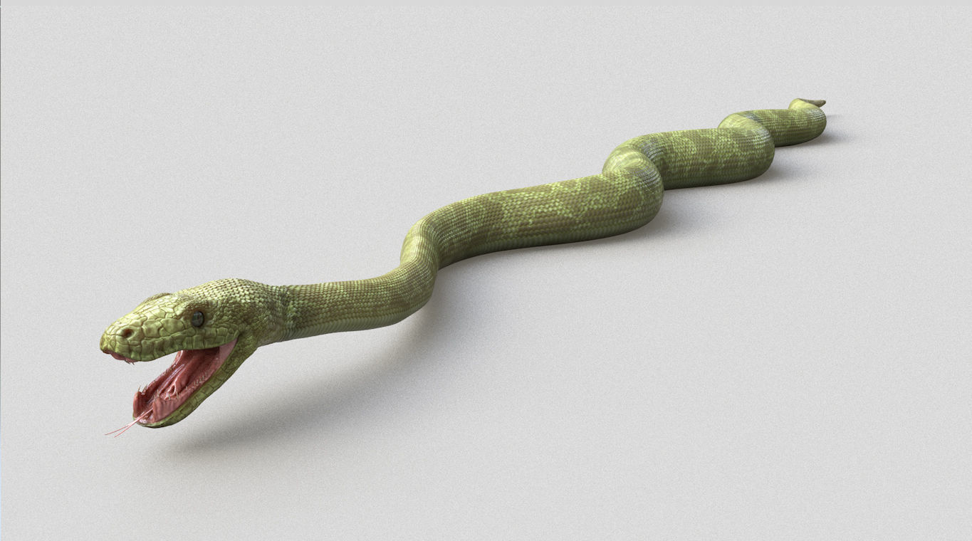 Green Boa Low-poly 3D model_6