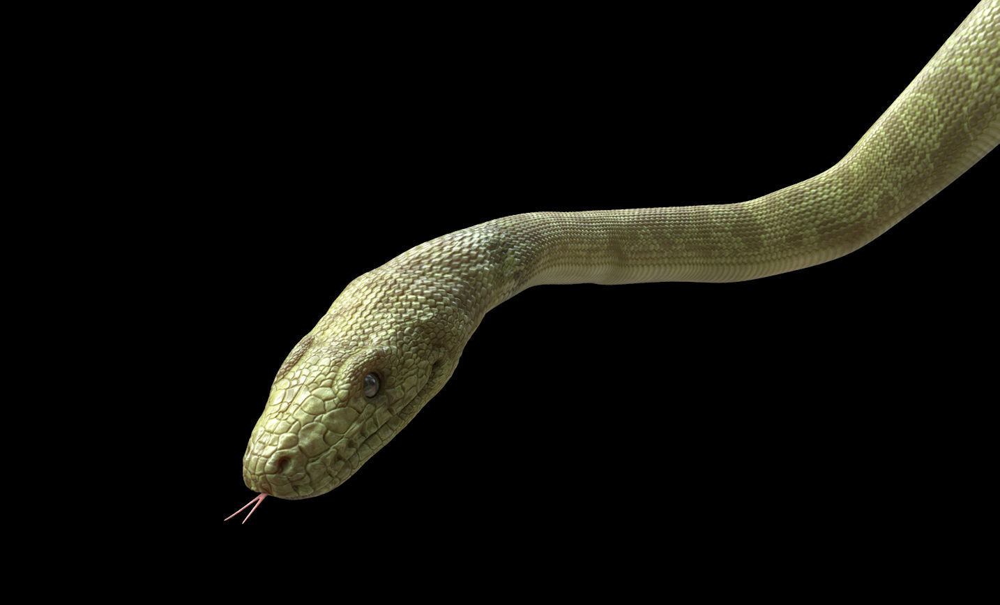 Green Boa Low-poly 3D model_2