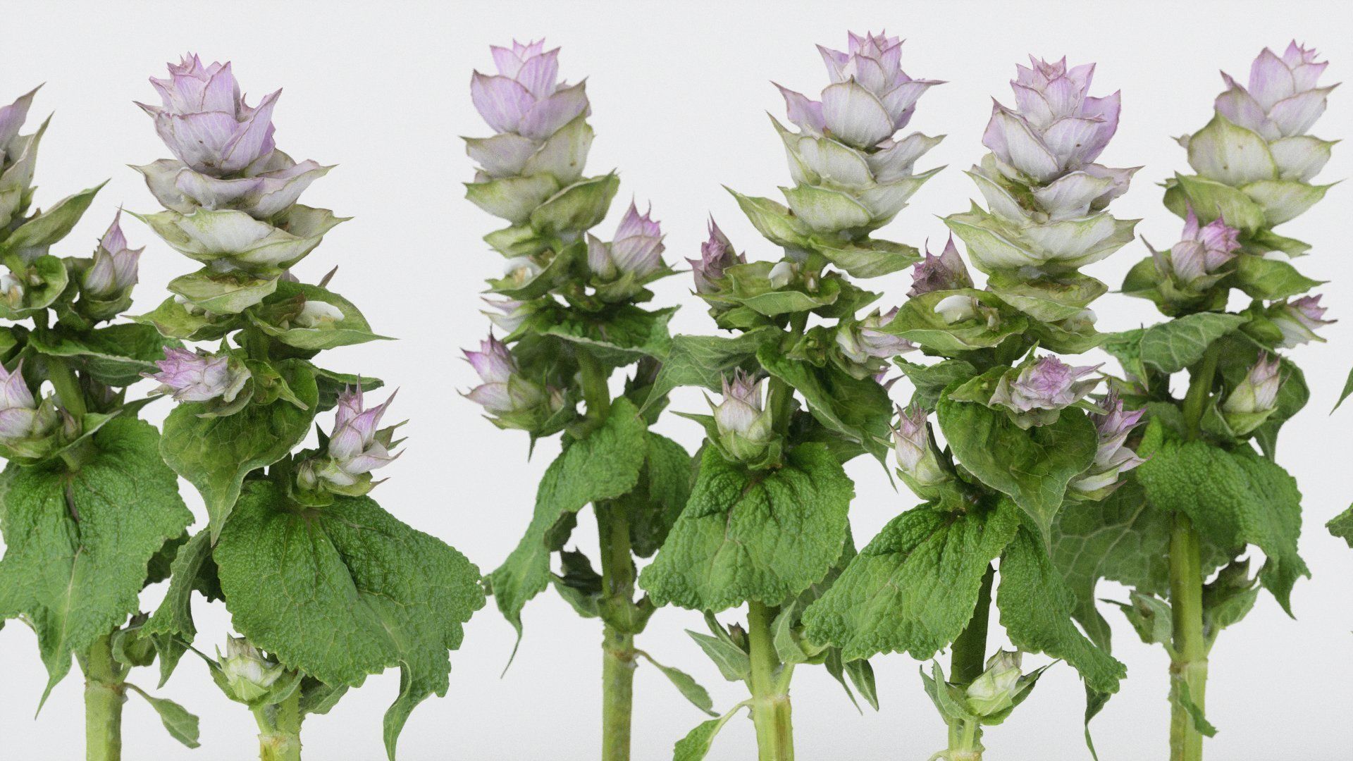 Beefsteak plant Low-poly 3D model_2