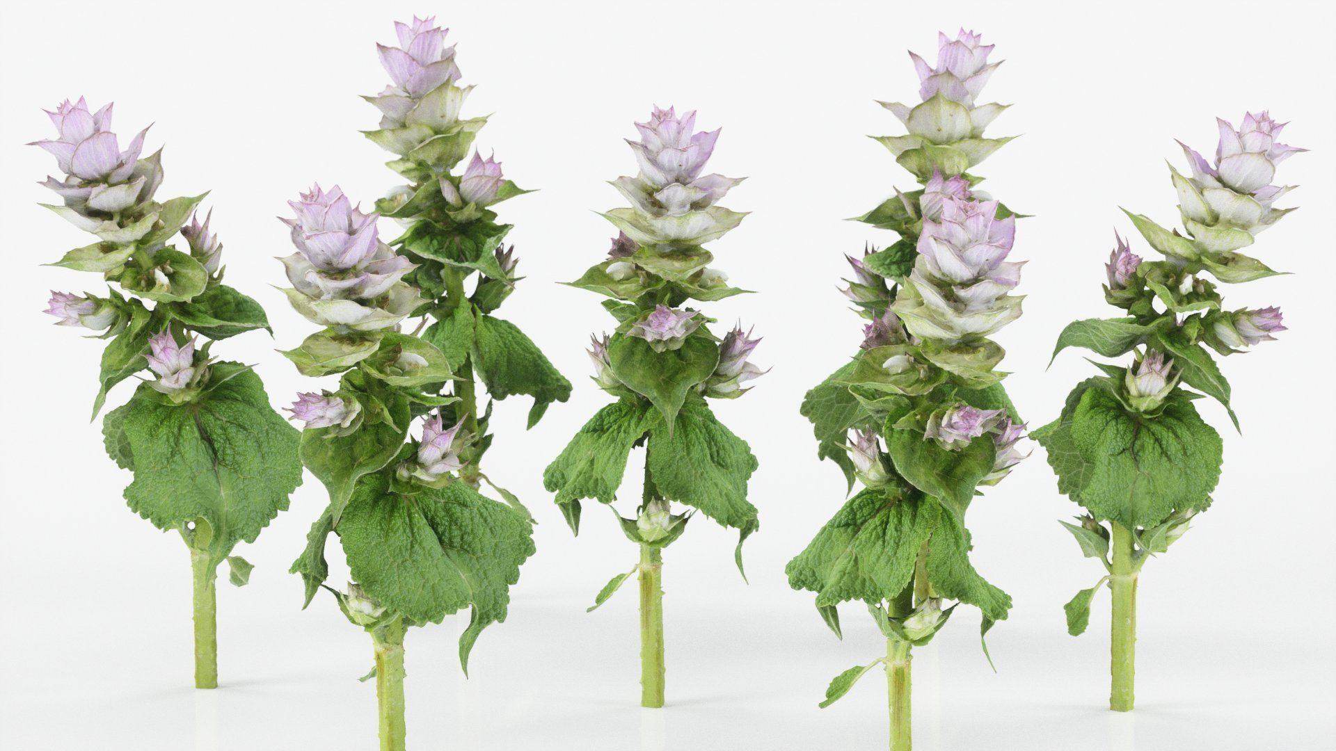 Beefsteak plant Low-poly 3D model_3