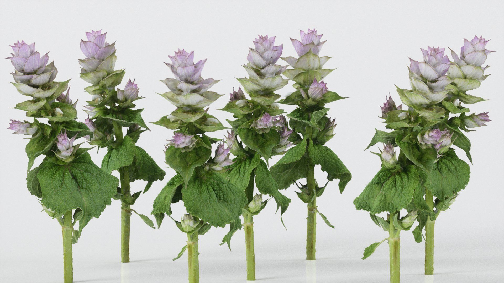 Beefsteak plant Low-poly 3D model_4