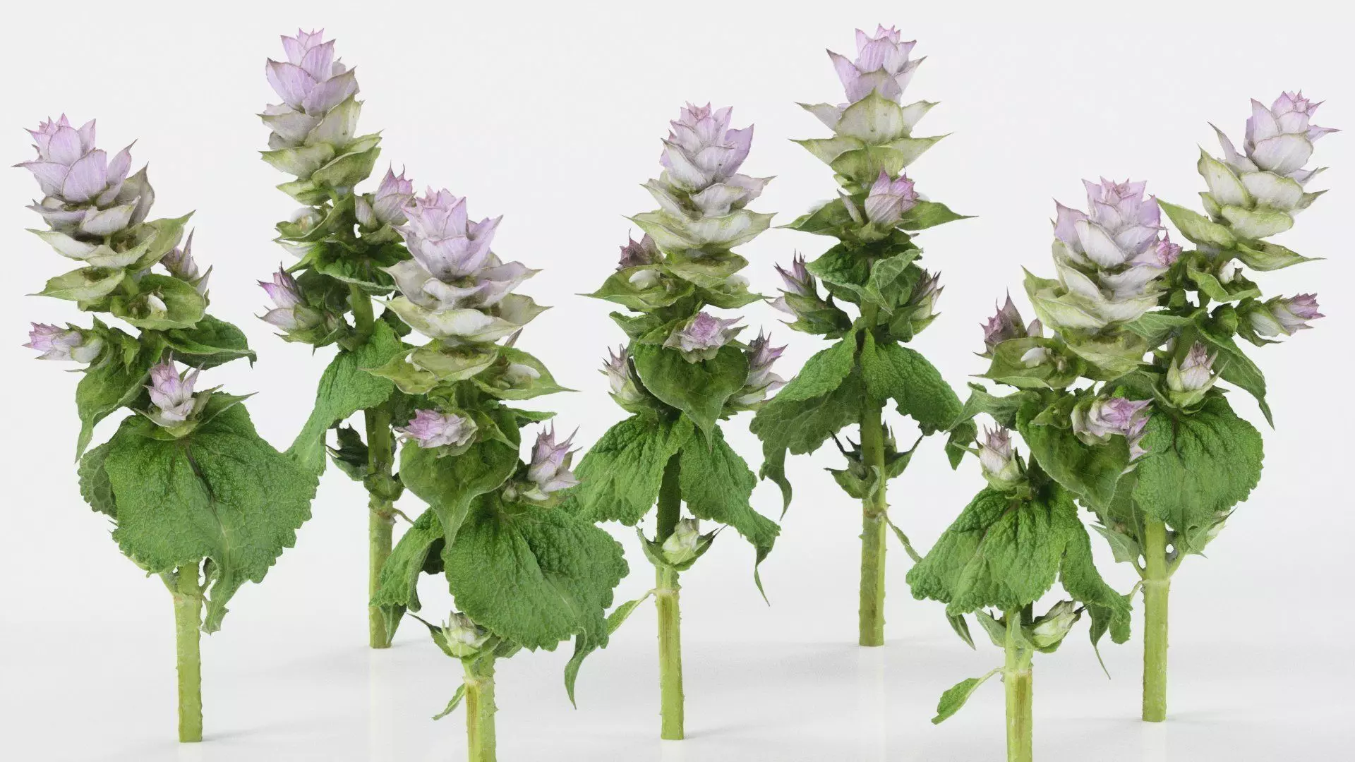 Beefsteak plant Low-poly 3D model_0