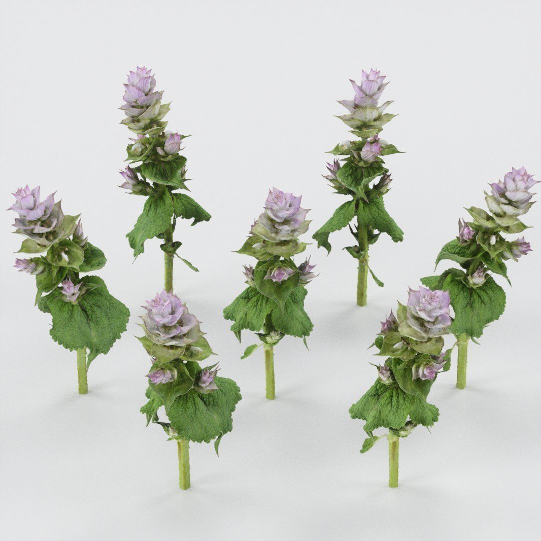 Beefsteak plant Low-poly 3D model_5