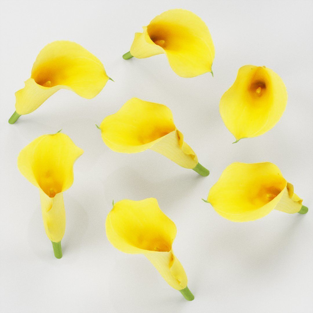 Calla Lily Yellow Low-poly 3D model_5