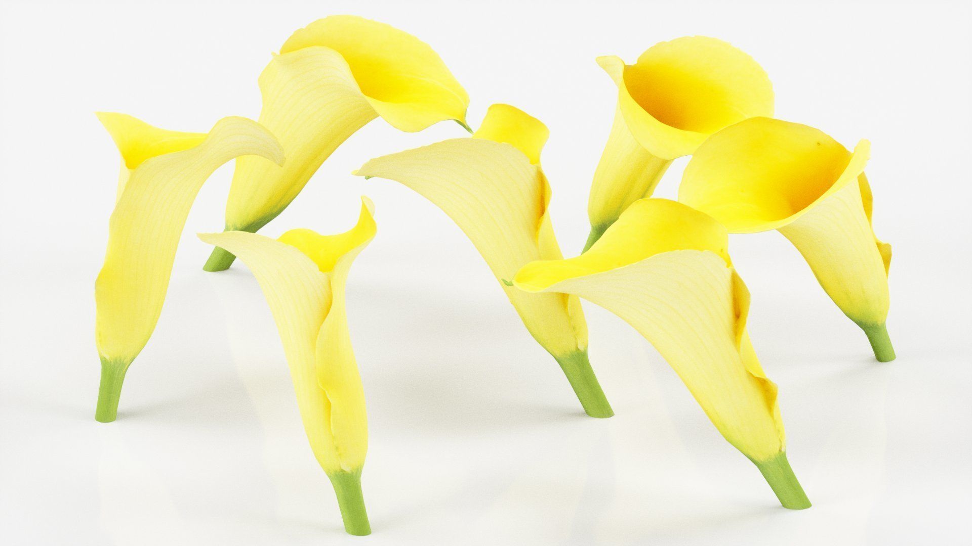 Calla Lily Yellow Low-poly 3D model_3
