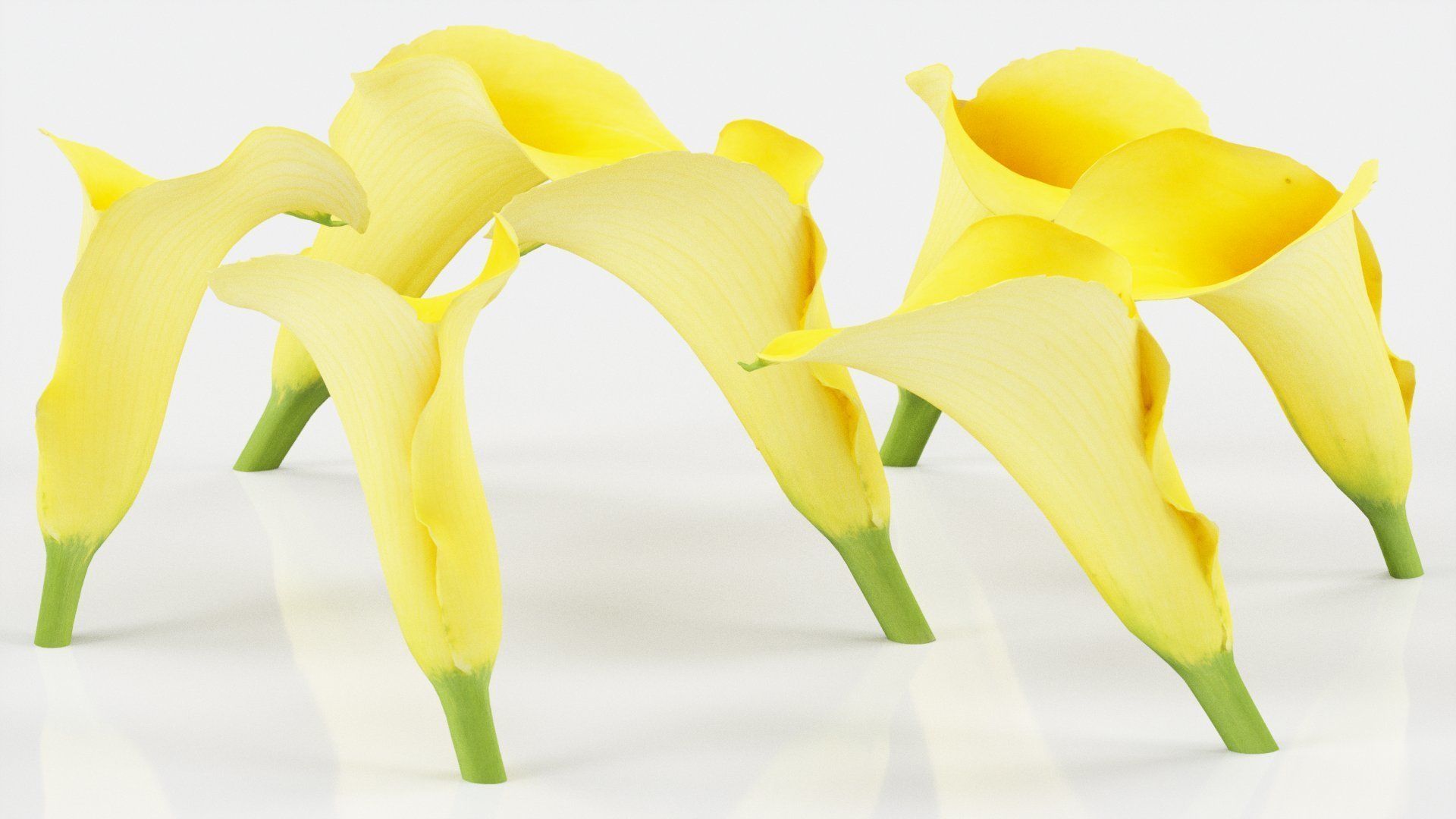 Calla Lily Yellow Low-poly 3D model_2