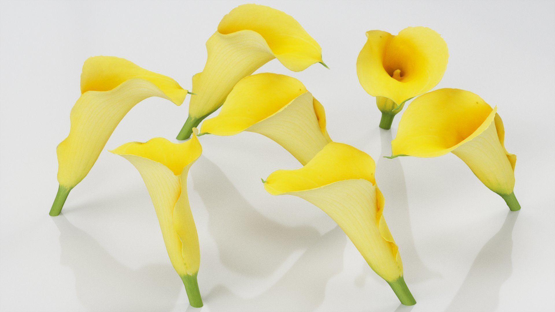 Calla Lily Yellow Low-poly 3D model_4