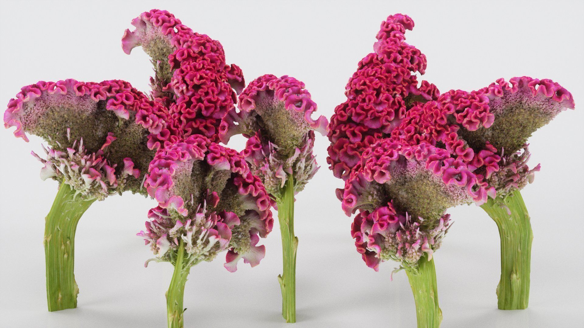 Cockscomb Flower Low-poly 3D model_3