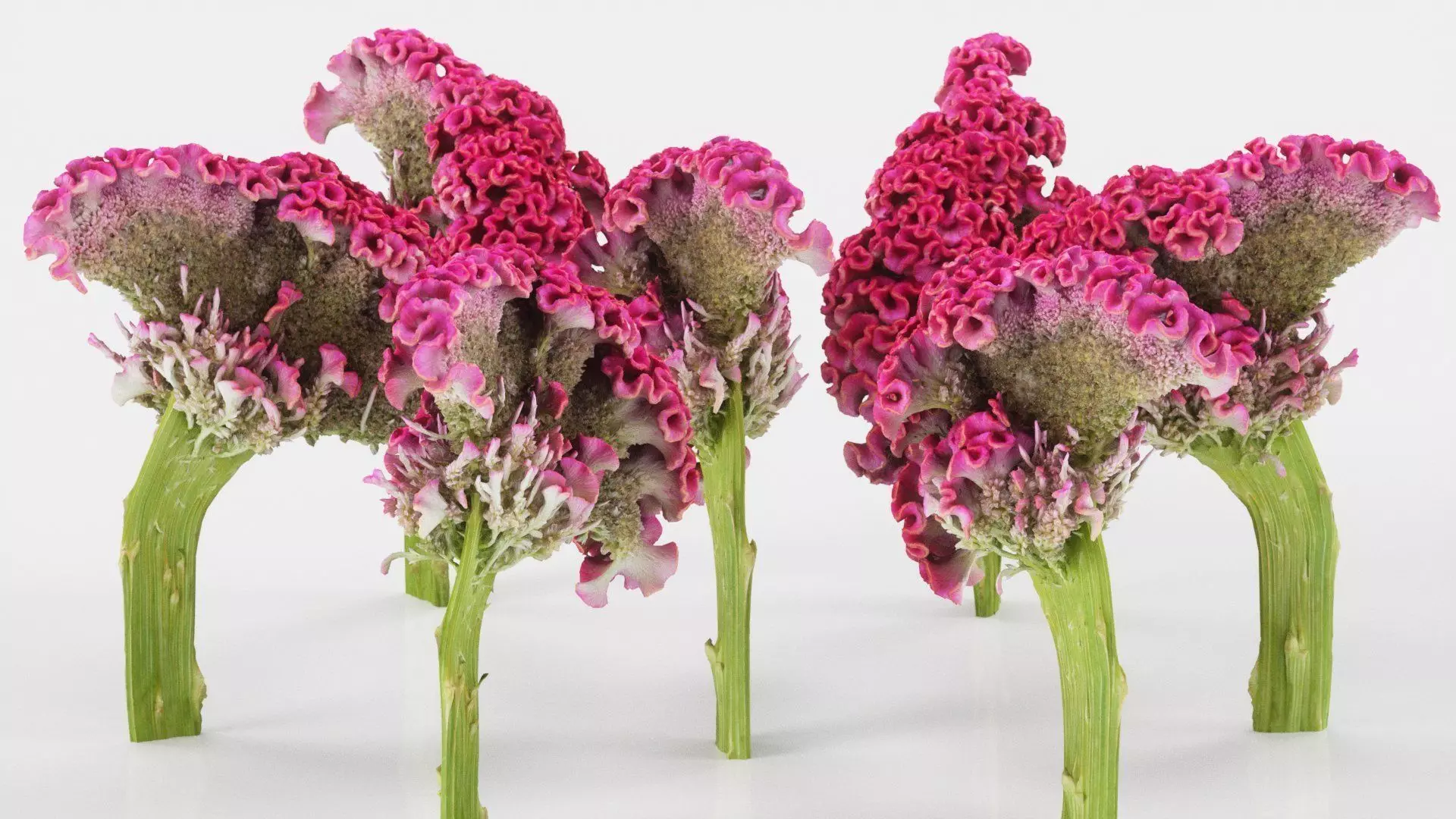 Cockscomb Flower Low-poly 3D model_0