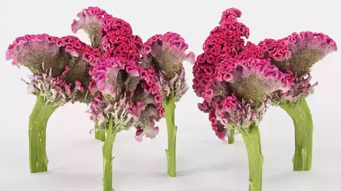 Cockscomb Flower Low-poly 3D model