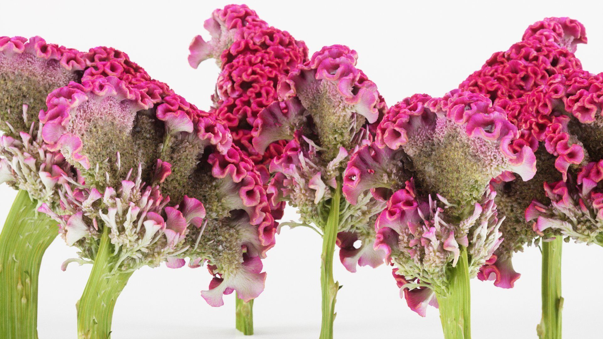 Cockscomb Flower Low-poly 3D model_1