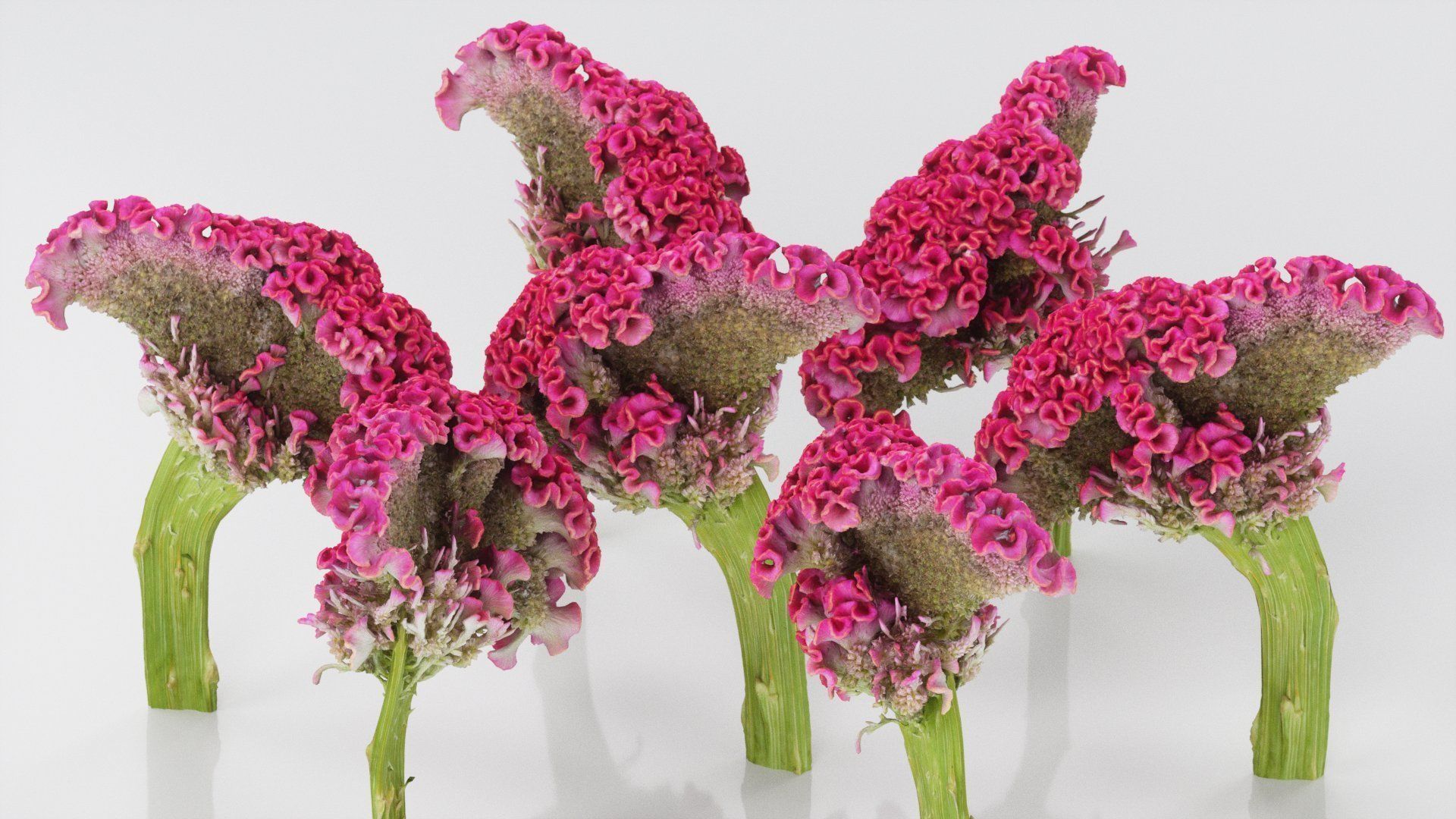 Cockscomb Flower Low-poly 3D model_2