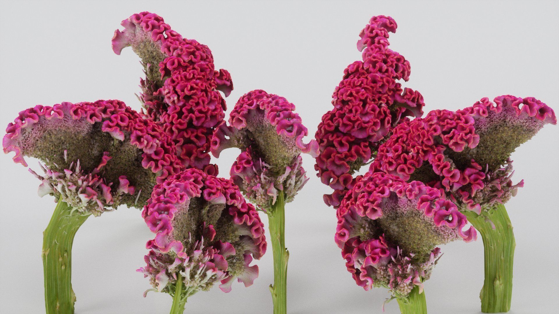 Cockscomb Flower Low-poly 3D model_4