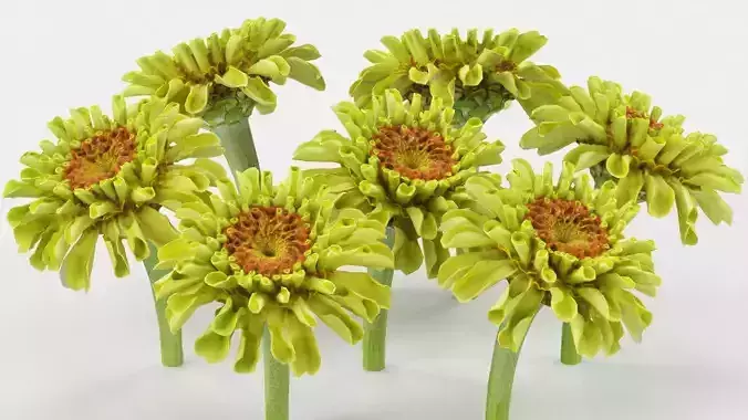Elegant Zinnia Green Low-poly 3D model