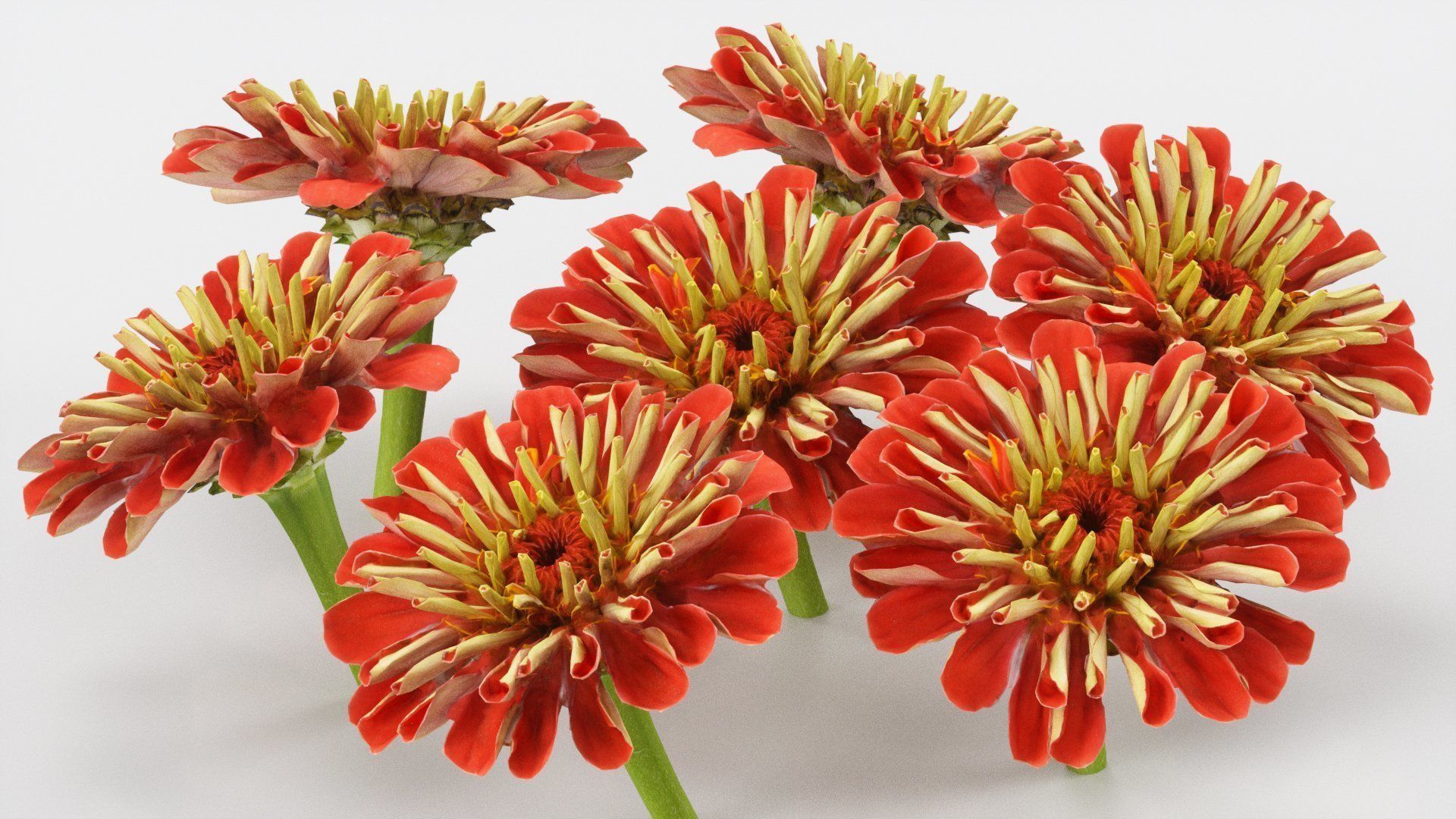 Elegant Zinnia Red Low-poly 3D model_2