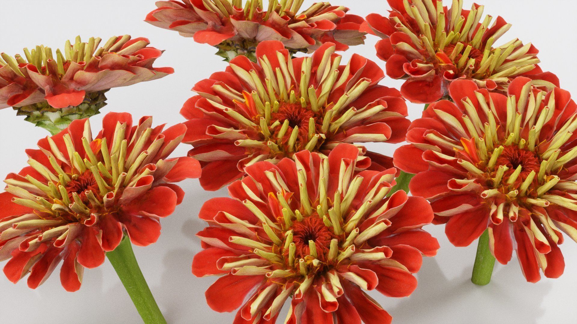 Elegant Zinnia Red Low-poly 3D model_3