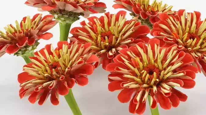 Elegant Zinnia Red Low-poly 3D model