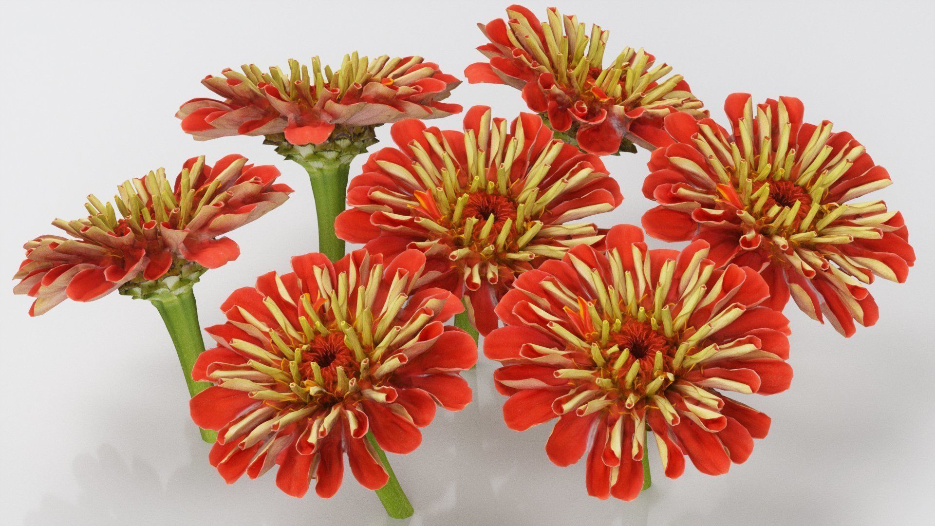 Elegant Zinnia Red Low-poly 3D model_1