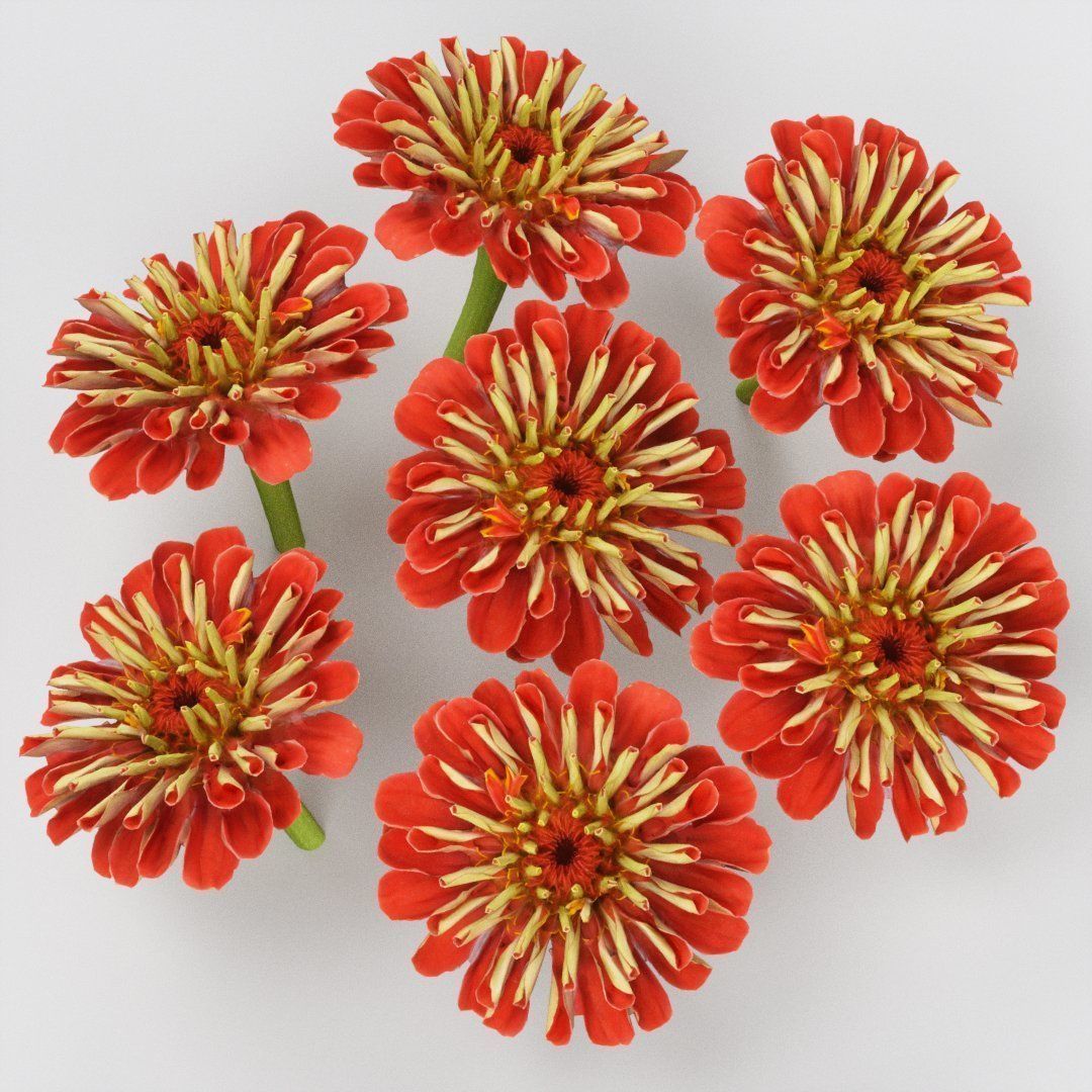 Elegant Zinnia Red Low-poly 3D model_5