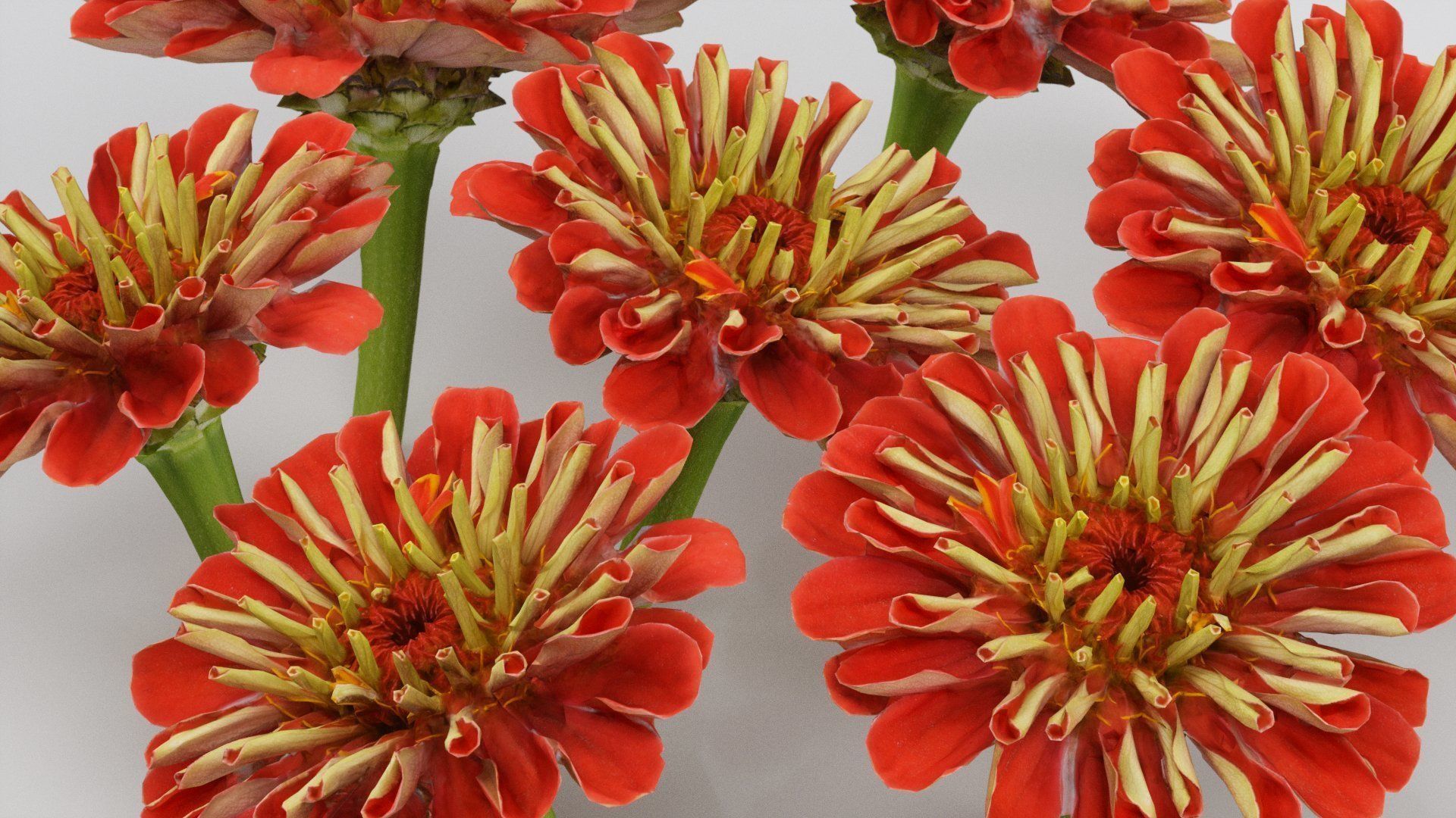 Elegant Zinnia Red Low-poly 3D model_4