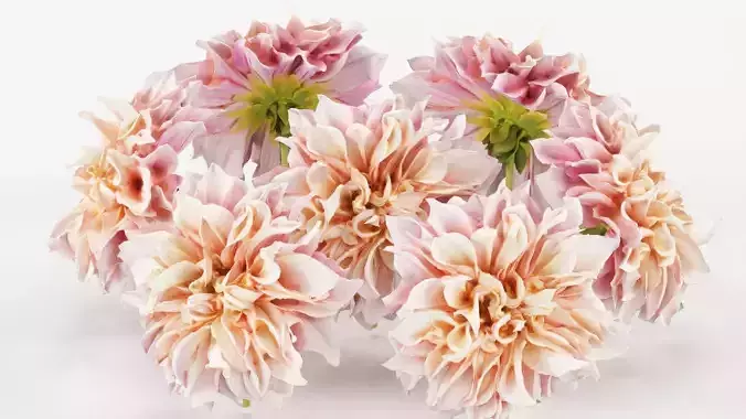 Garden Dahlia Pink Low-poly 3D model