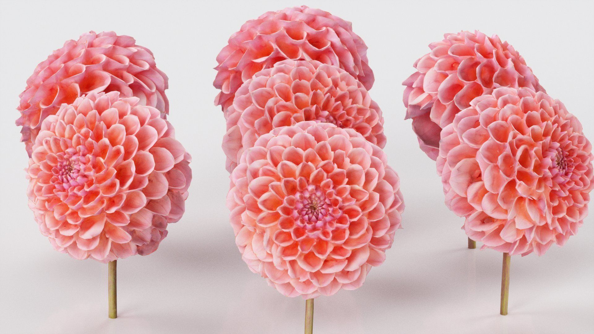 Garden Dahlia Red Low-poly 3D model_3