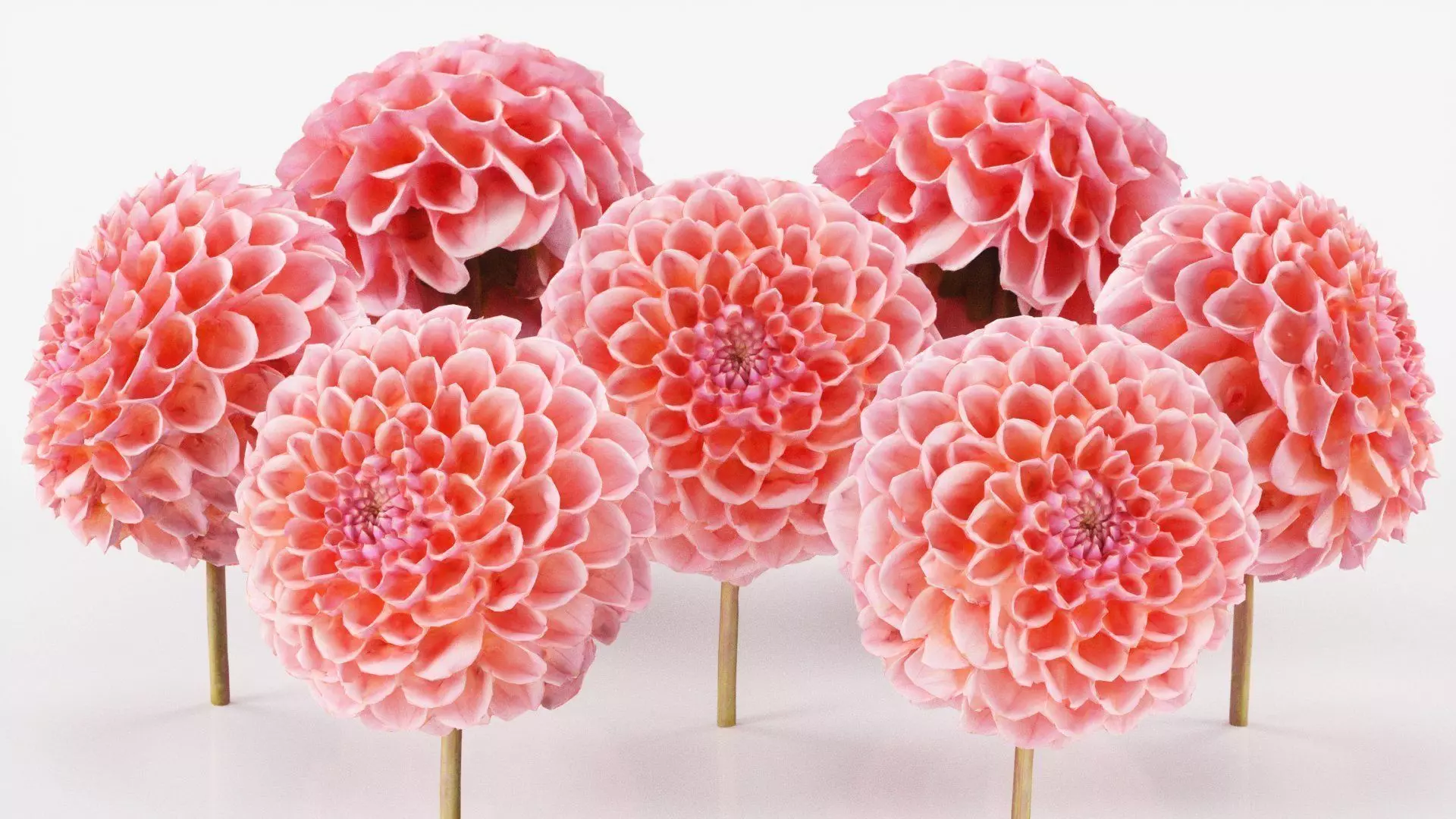 Garden Dahlia Red Low-poly 3D model_0