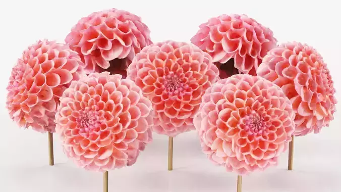Garden Dahlia Red Low-poly 3D model