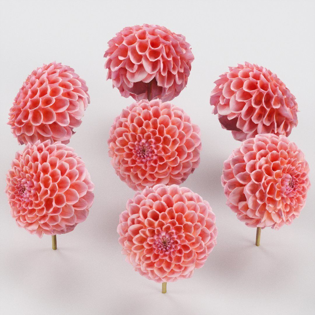 Garden Dahlia Red Low-poly 3D model_5