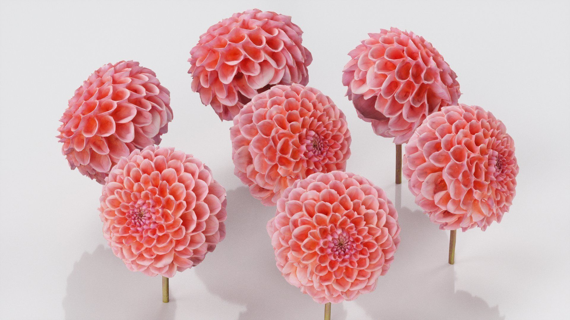 Garden Dahlia Red Low-poly 3D model_4