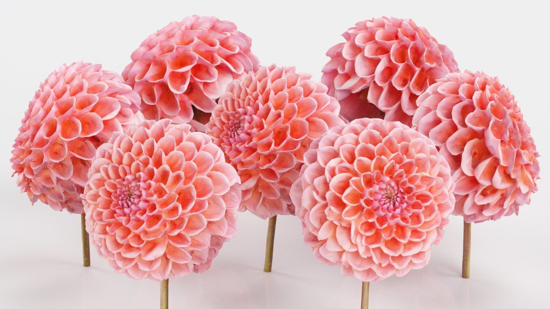 Garden Dahlia Red Low-poly 3D model_2