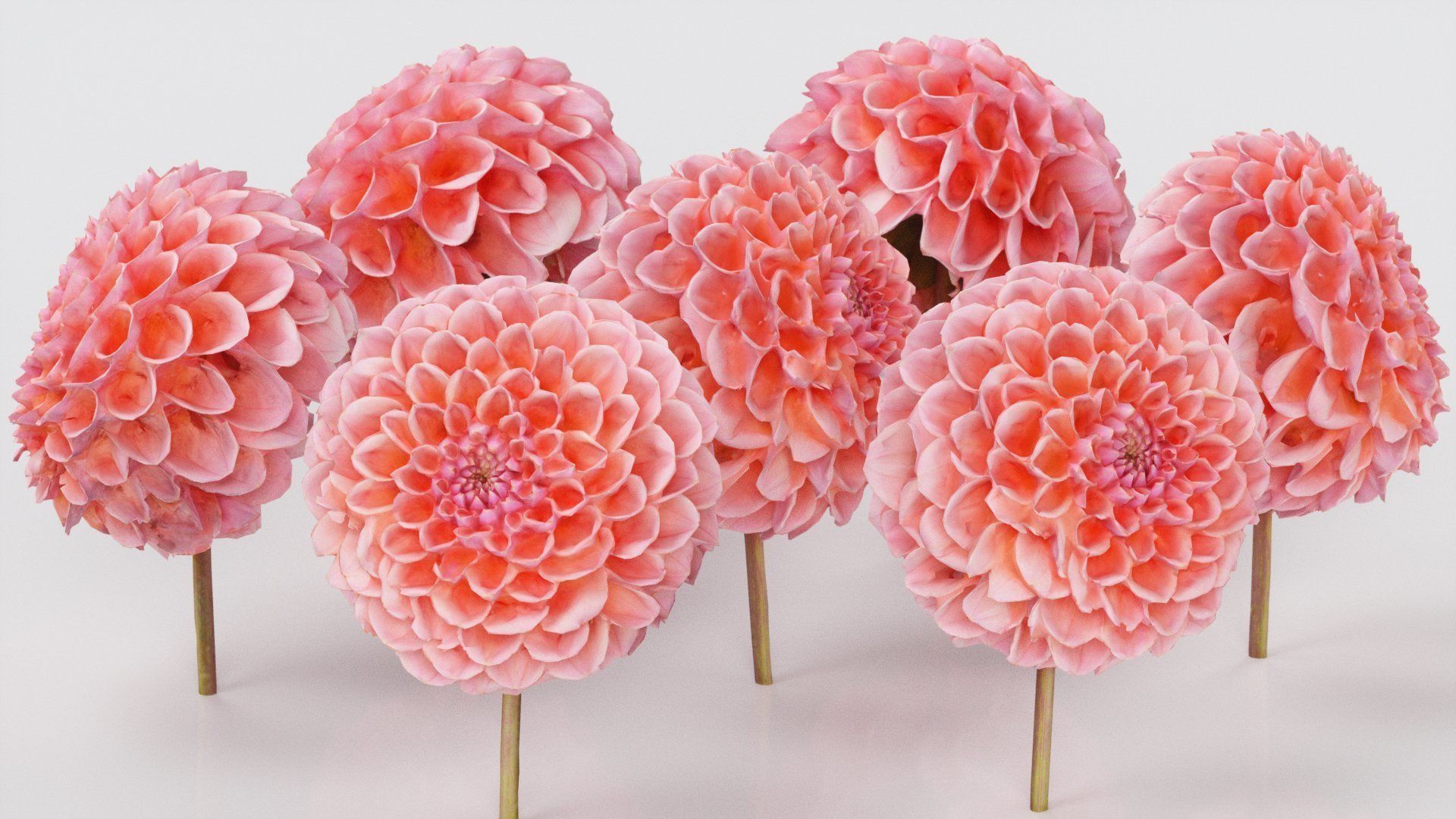 Garden Dahlia Red Low-poly 3D model_1