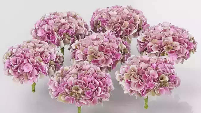 Mophead Hydrangea Low-poly 3D model