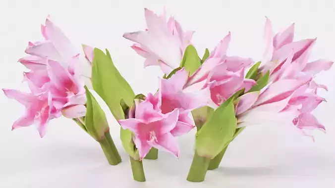 Pink Lily Low-poly 3D model