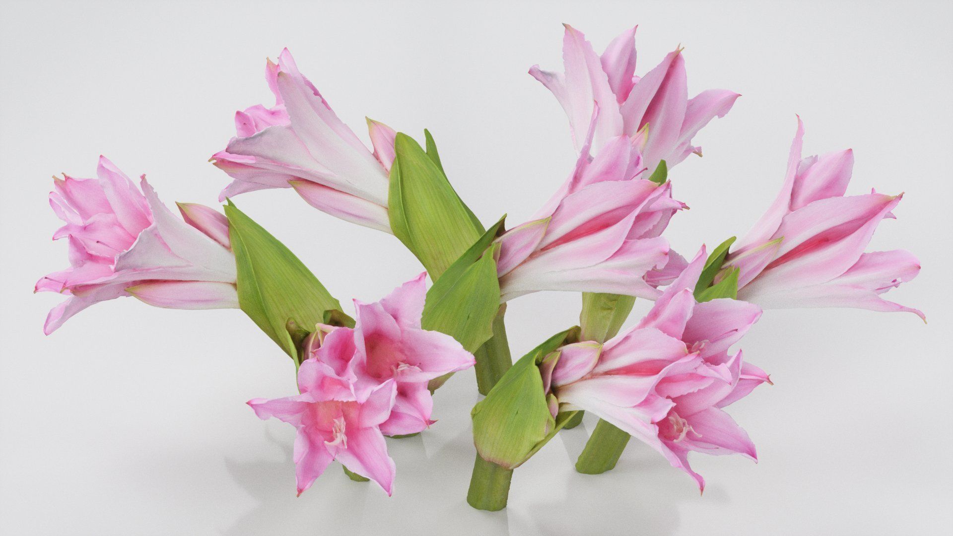 Pink Lily Low-poly 3D model_4