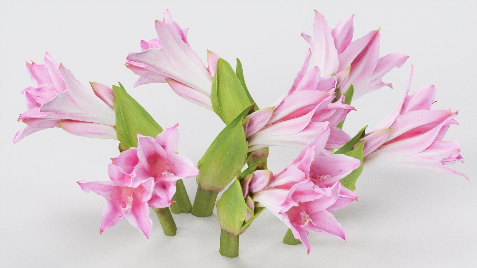 Pink Lily Low-poly 3D model_2