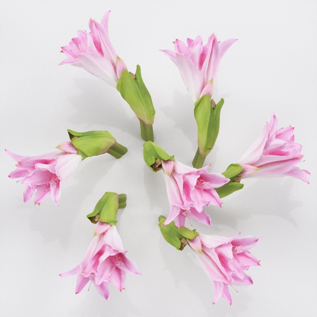 Pink Lily Low-poly 3D model_5