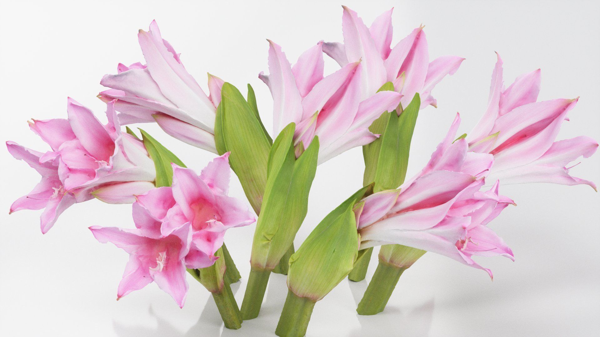 Pink Lily Low-poly 3D model_1