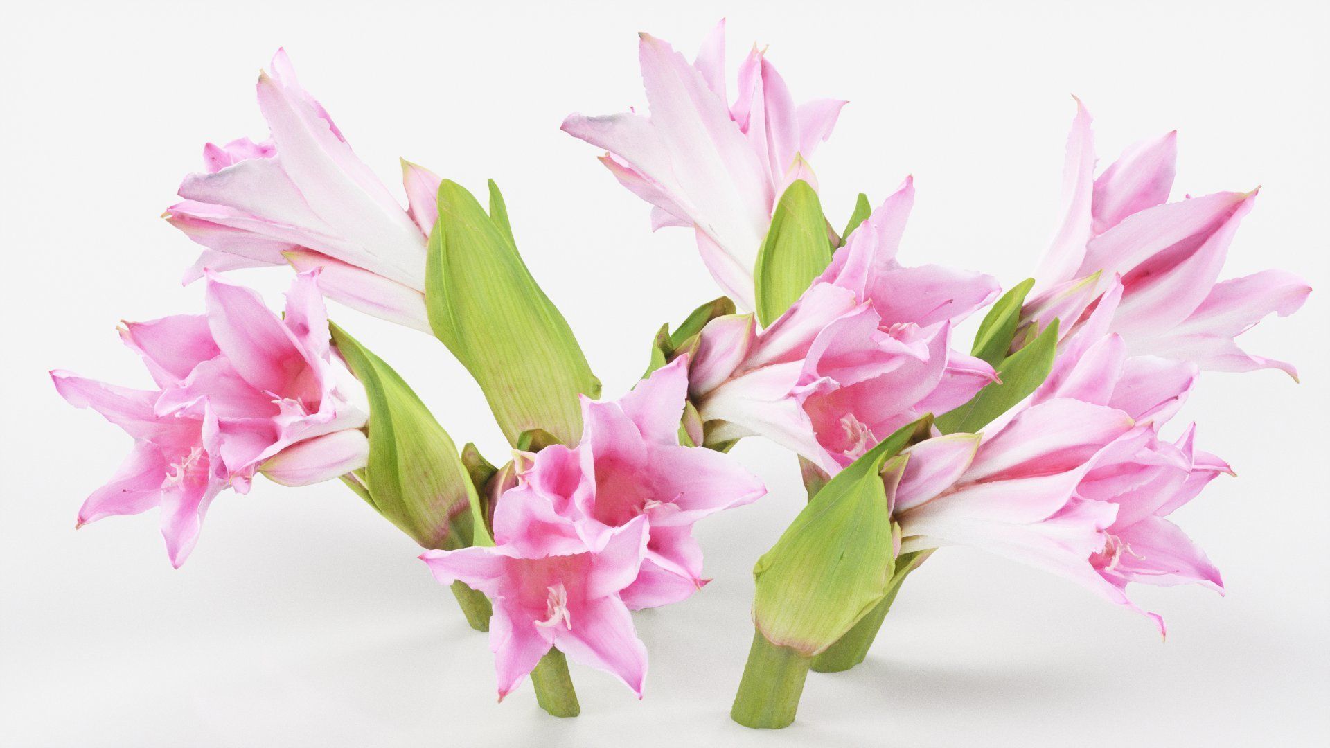 Pink Lily Low-poly 3D model_3