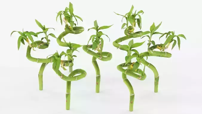 Ribbon Dracaena Low-poly 3D model