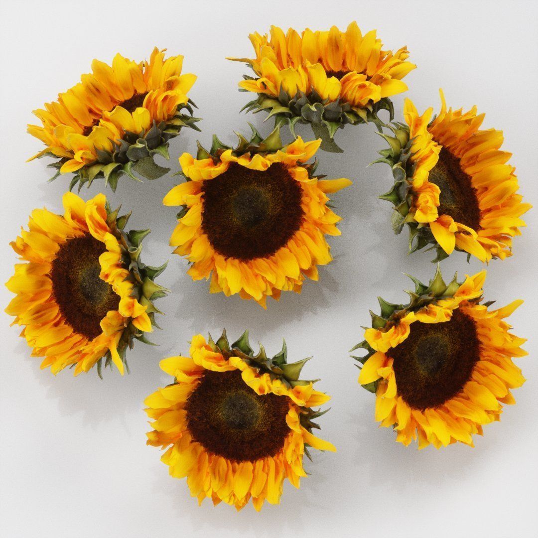 Sunflower Brown Low-poly 3D model_5