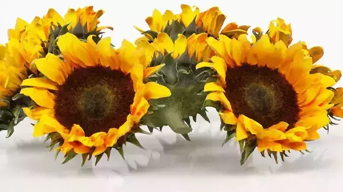 Sunflower Brown Low-poly 3D model