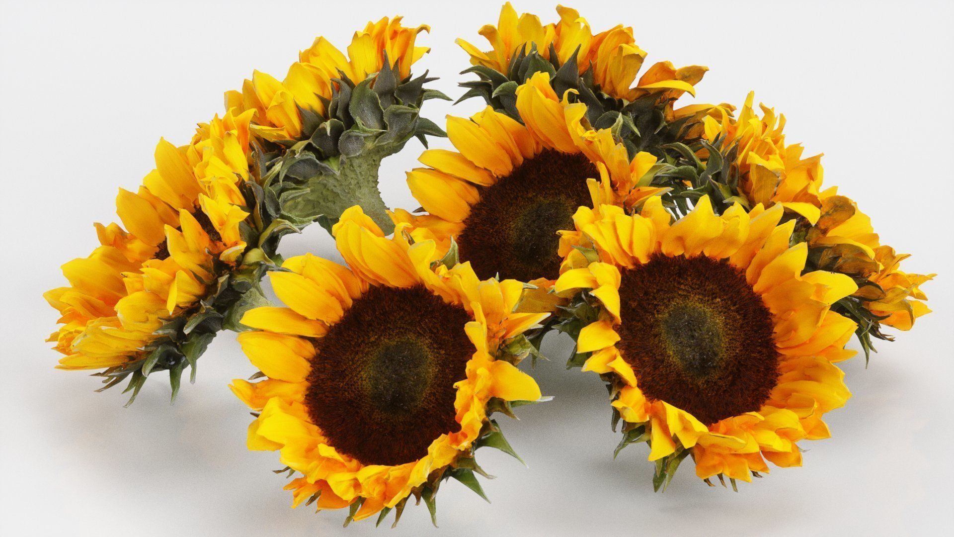 Sunflower Brown Low-poly 3D model_2