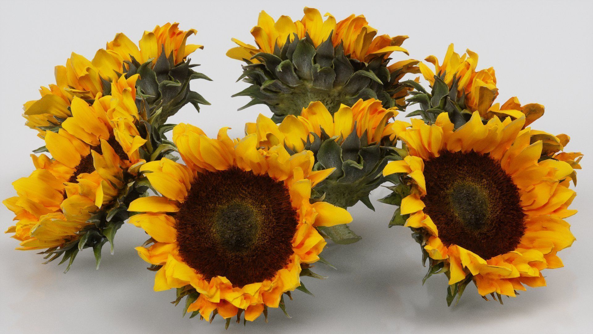 Sunflower Brown Low-poly 3D model_4