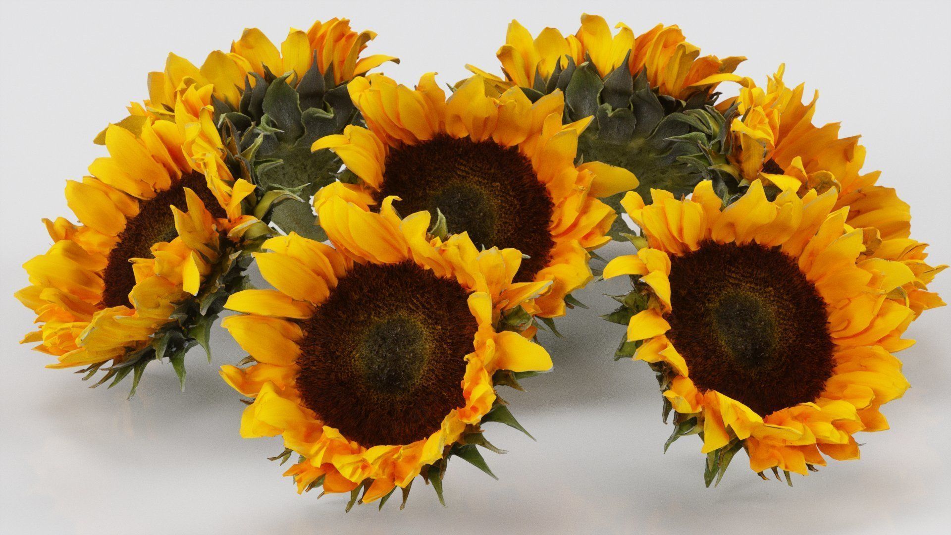 Sunflower Brown Low-poly 3D model_1